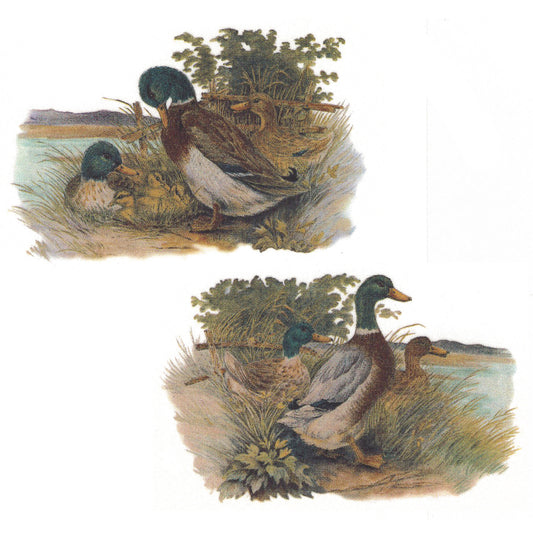 Mallard Ducks on the Farm Overglaze Waterslide Ceramic Decal