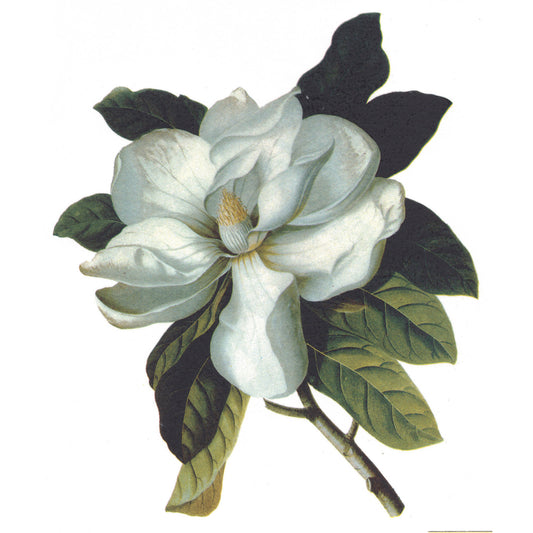 Flowers White Magnolia Overglaze Ceramic Decals
