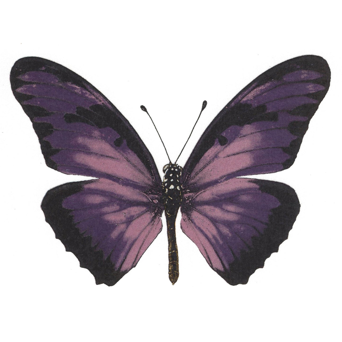 Vibrant Purple Butterfly Select-A-Size Overglaze Waterslide Ceramic Decals