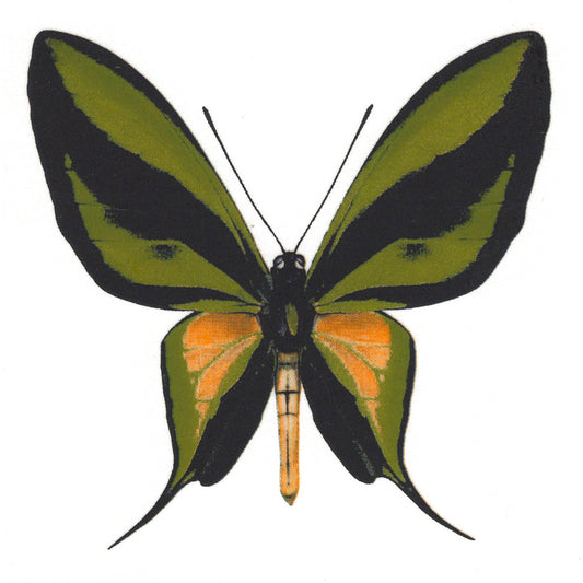 Vibrant Green Butterfly Select-A-Size Overglaze Waterslide Ceramic Decals