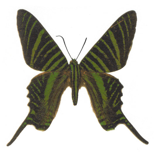 Green Black Butterfly Select-A-Size Overglaze Waterslide Ceramic Decals