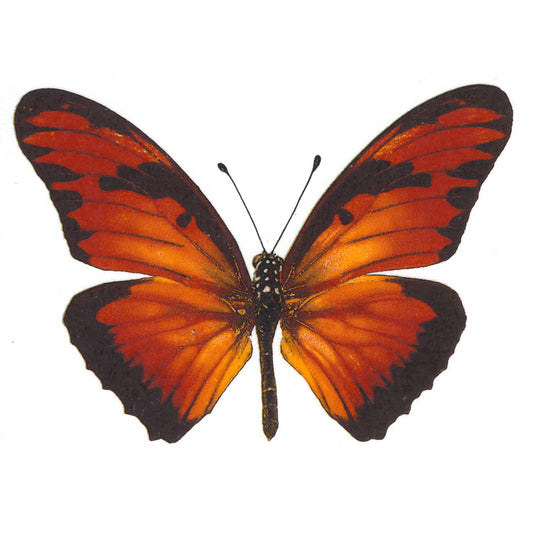 Vibrant Orange Butterfly Select-A-Size Overglaze Waterslide Ceramic Decals