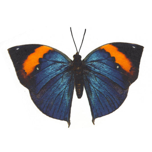Vibrant Blue Butterfly Select-A-Size Overglaze Waterslide Ceramic Decals