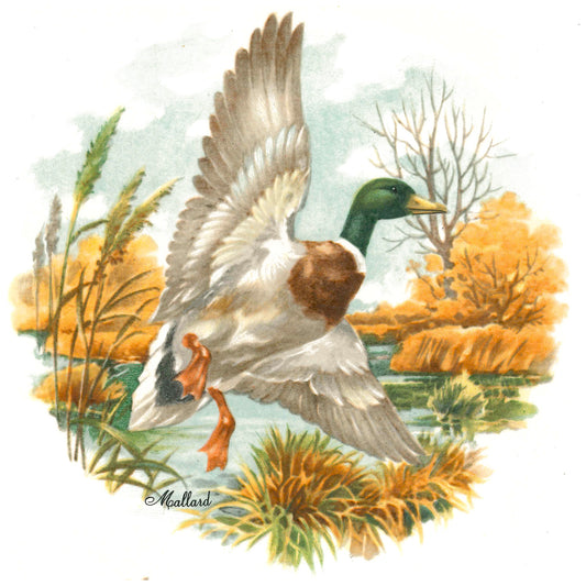 Mallard Duck in Flight Overglaze Ceramic Decals