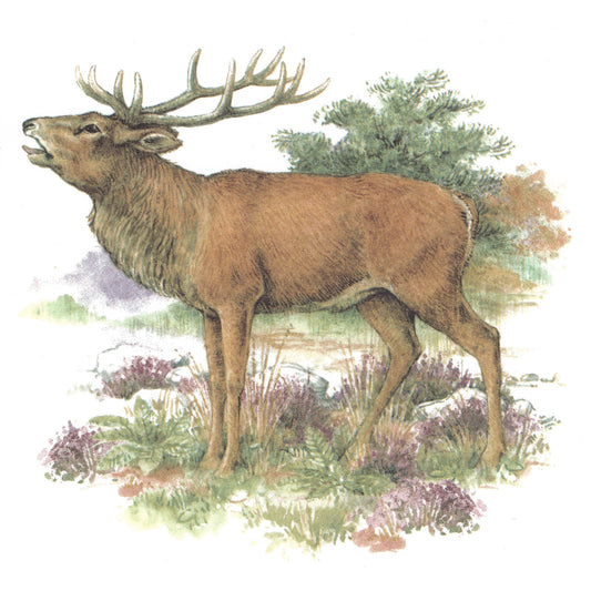 Red Deer Stag in the Field with Background Overglaze Waterslide Ceramic Decals