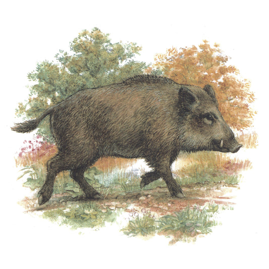 Wild Boar in the Field with Background Overglaze Waterslide Ceramic Decals