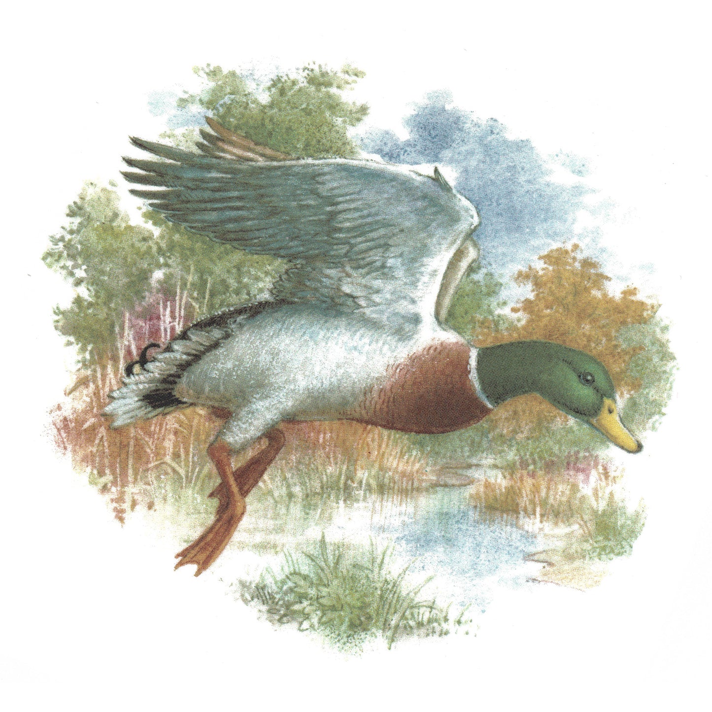 Mallard Duck in the Field with Background Overglaze Waterslide Ceramic Decals