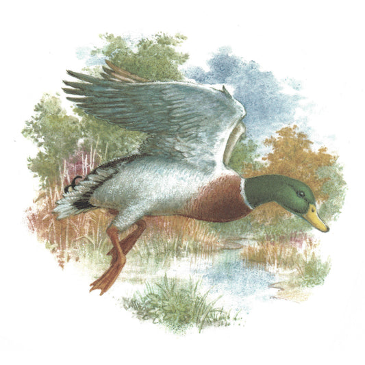 Mallard Duck in the Field with Background Overglaze Waterslide Ceramic Decals