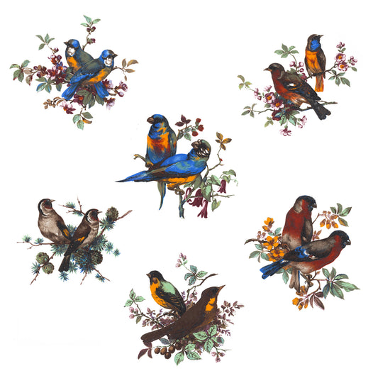 Color Bird Variety 6 pc Set Overglaze Waterslide Ceramic Decal