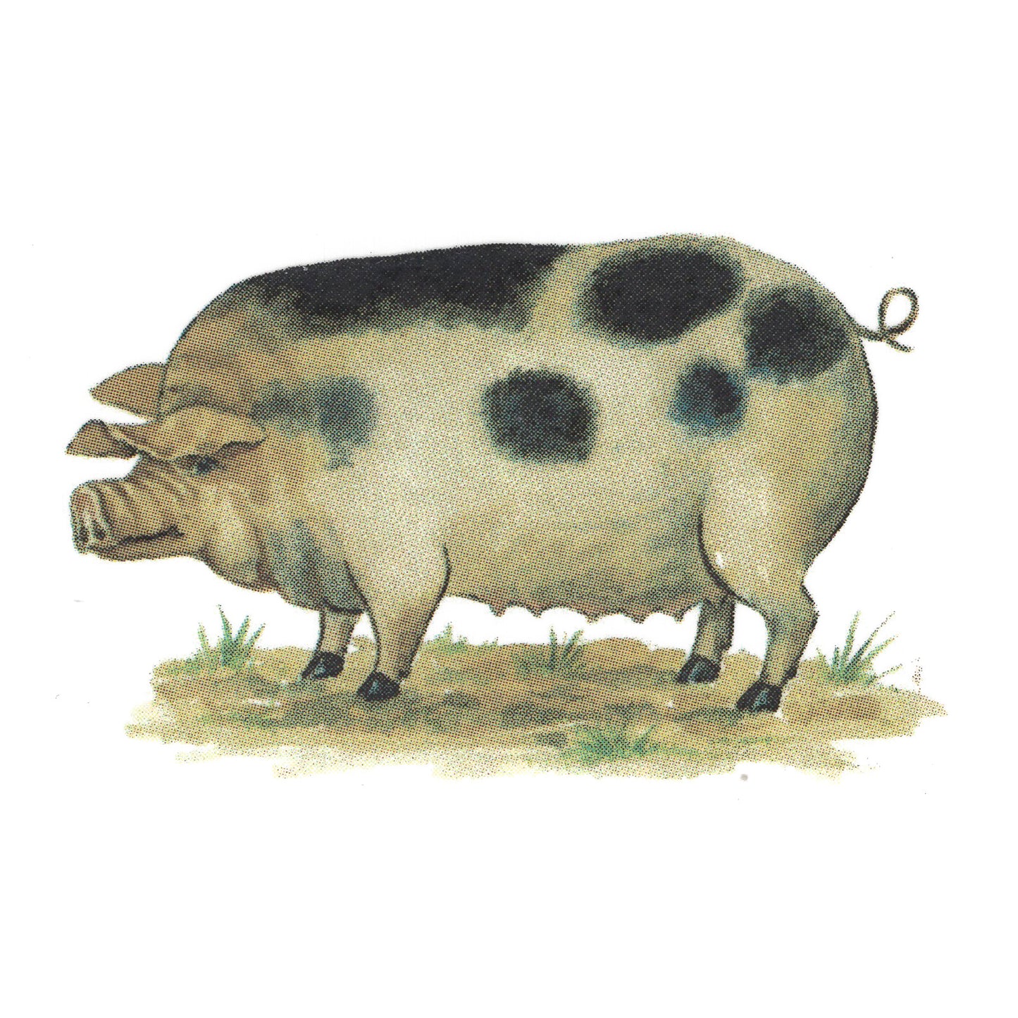 Farm Animal Pig Waterslide Ceramic Decals