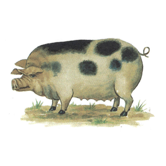 Farm Animal Pig Waterslide Ceramic Decals