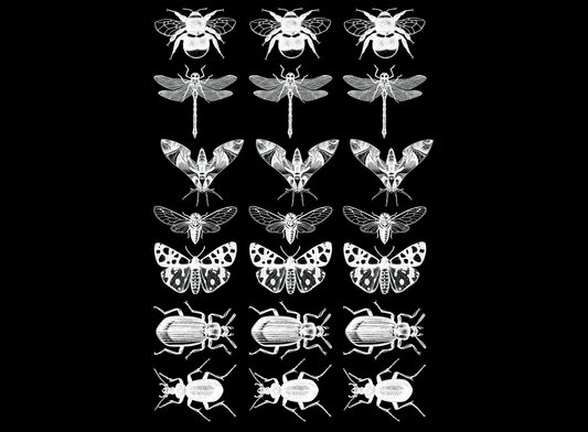 Dragonfly Bee Moth Beetle Collection 21 pcs 0.75 Inch White Fused Glass Decals