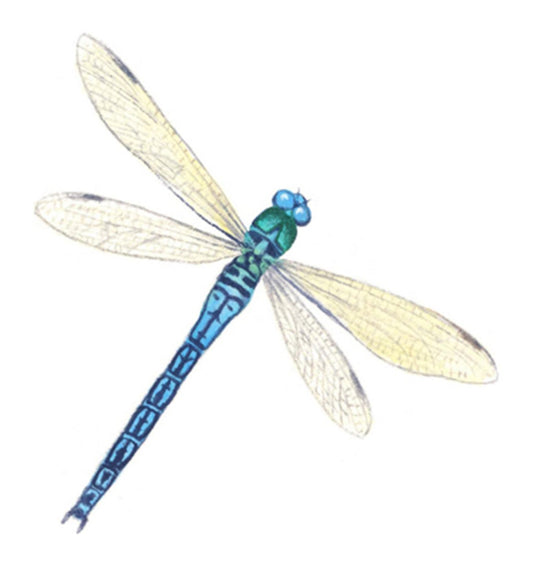 Dragonfly Dragonflies Blue Overglaze Waterslide Ceramic Decals
