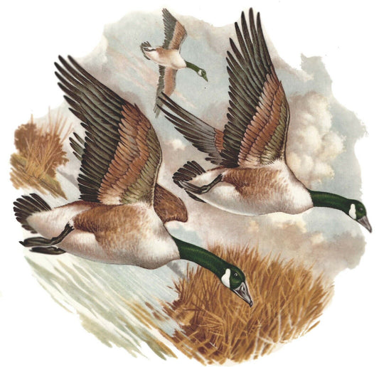 Canadian Geese in Flight 1 pc 5" Overglaze Waterslide Ceramic Decal