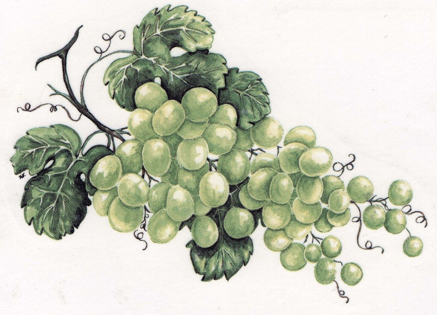 Green Grape Cluster Overglaze Waterslide Ceramic Decals
