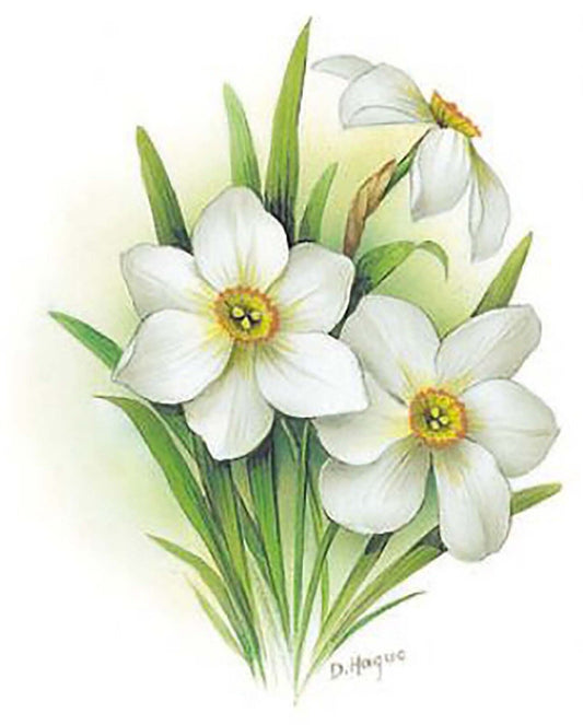 Flower of the Month December Narcissus Overglaze Waterslide Ceramic Decals
