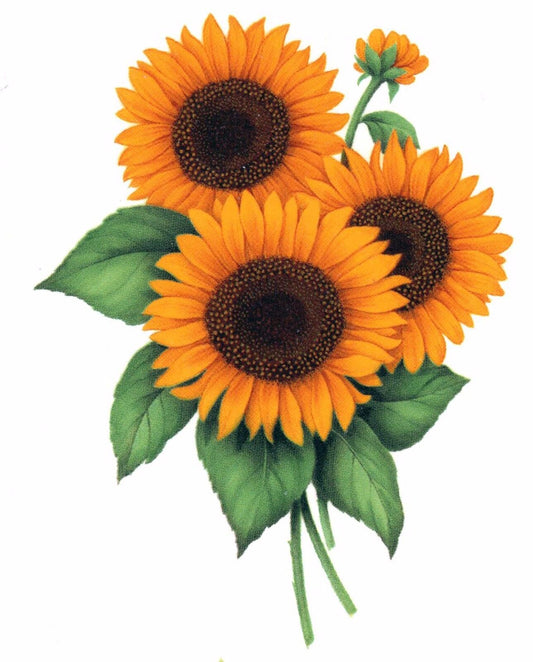 Sunflower Flower Floral Overglaze Waterslide Ceramic Decals