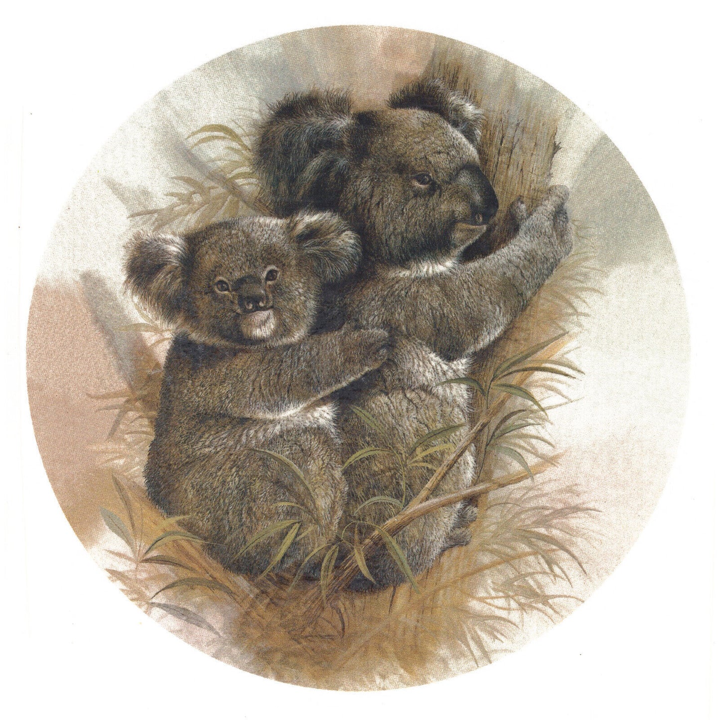 Tree Hugging Koala Bear Overglaze Waterslide Ceramic Decals