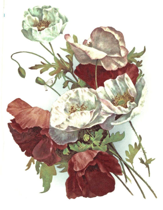Cinnamon White Poppy Flower Spray Overglaze Waterslide Ceramic Decals