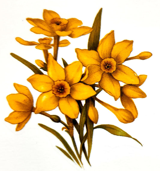 Flower of the Month March Dark Daffodil Overglaze Waterslide Ceramic Decals