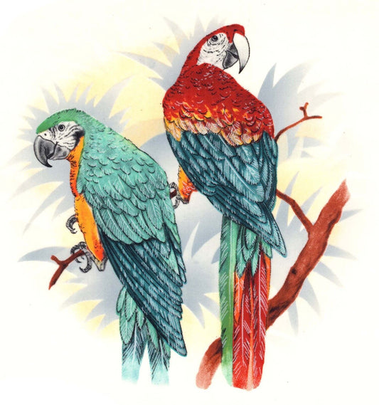 Parrot Pair Birds Overglaze Waterslide Ceramic Decals