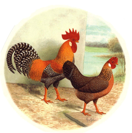 Leghorn Rooster Chicken Fowl Overglaze Waterslide Ceramic Decals