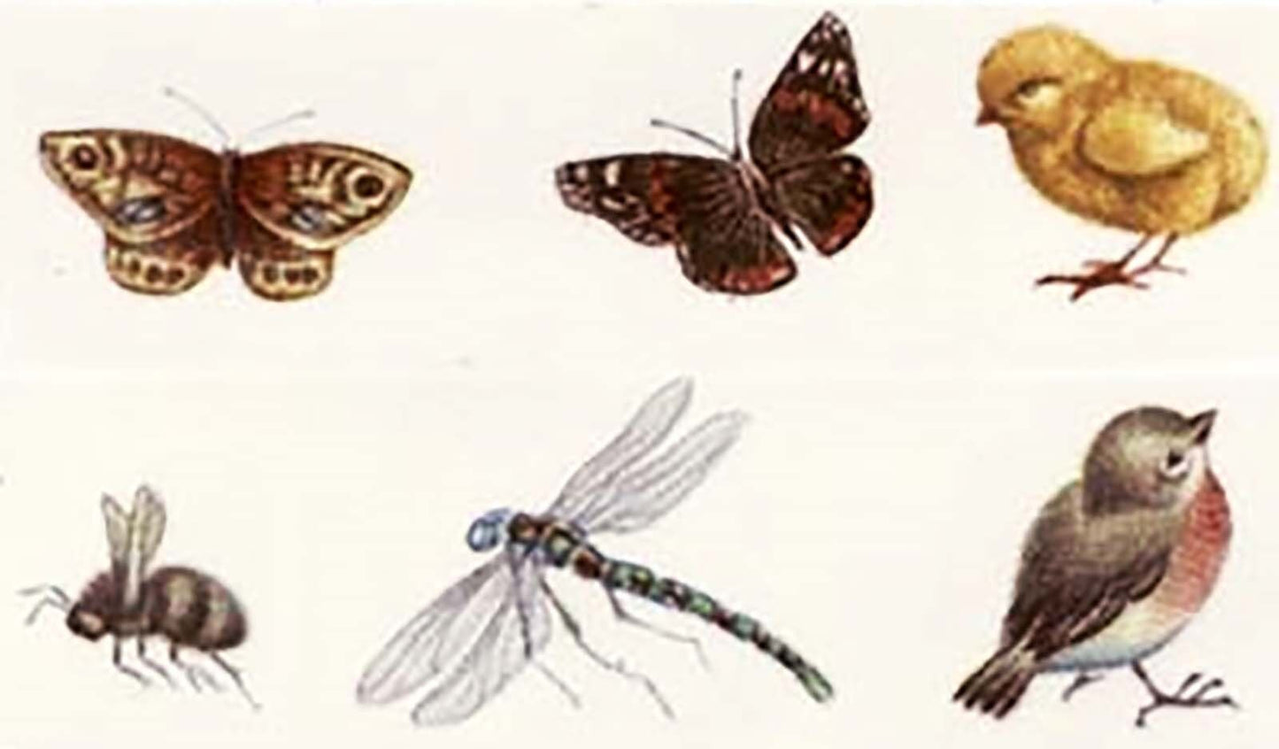 Butterfly Dragonfly Bee Robin Chick 6 pcs 1 Inch Waterslide Ceramic Decals