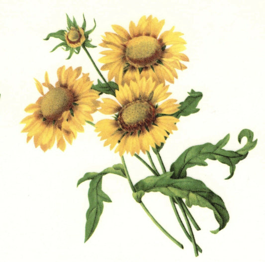 Gailliarda Sunflower Flower Floral Select-A-Size Waterslide Ceramic Decals