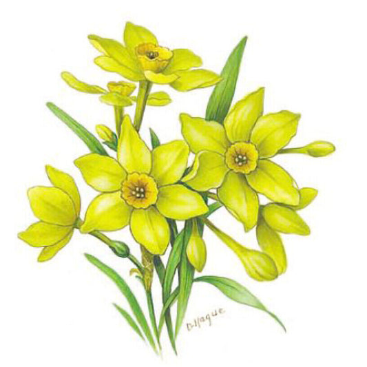 Flower of the Month March Daffodil Overglaze Waterslide Ceramic Decals