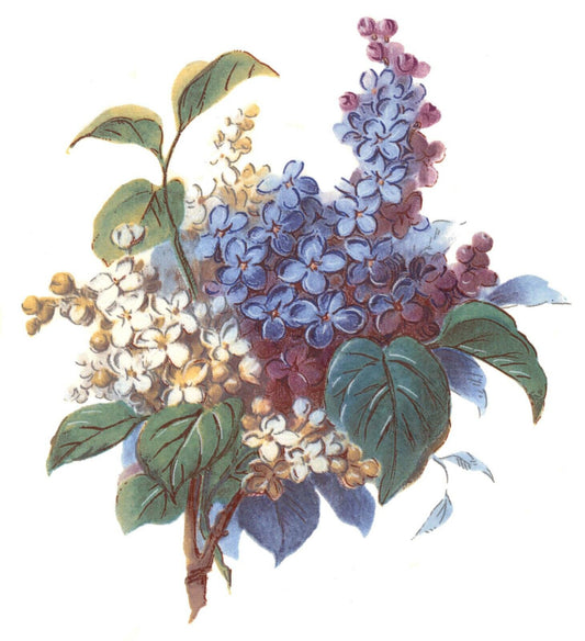 Forget Me Not Flower Bouquet Overglaze Waterslide Ceramic Decals