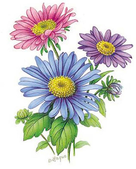 Flower of the Month September Asters Overglaze Waterslide Ceramic Decals