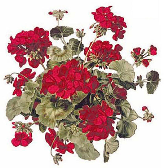 Red Geranium Flowers Overglaze Waterslide Ceramic Decals
