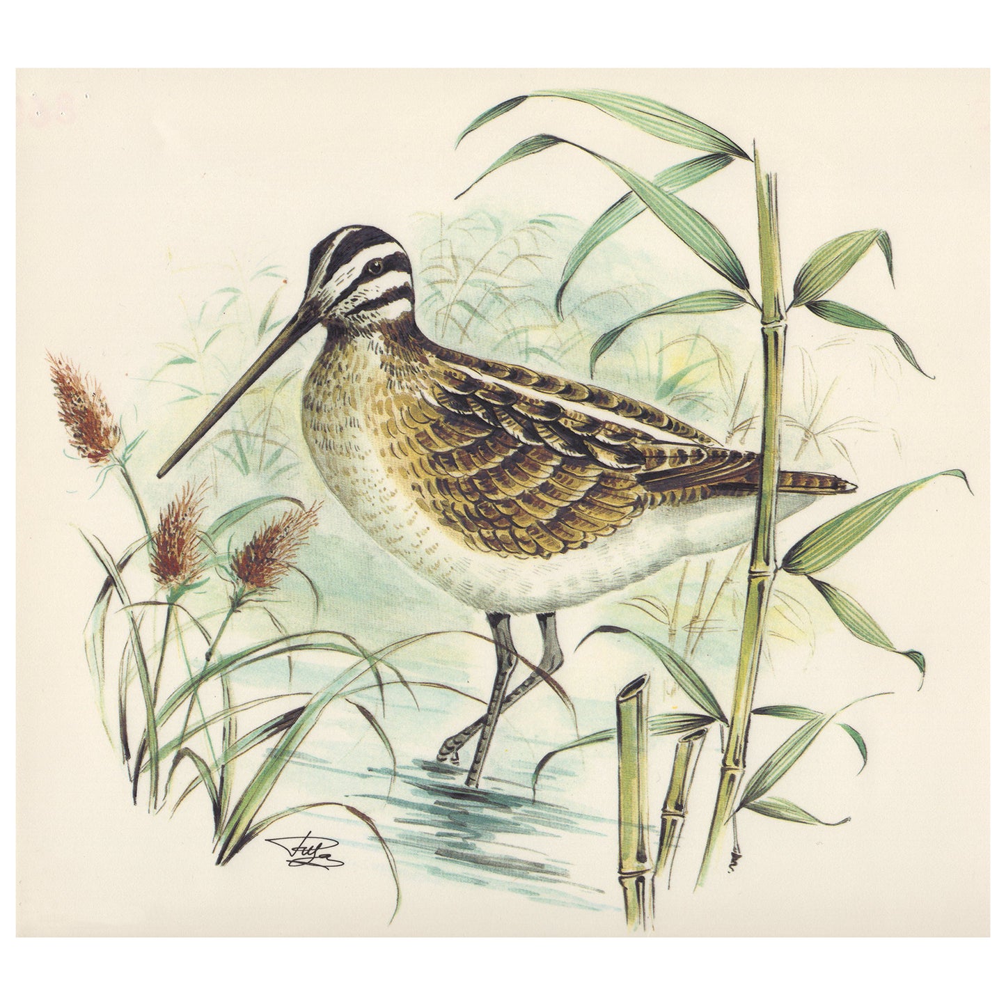 Snipe Wild Bird Overglaze Waterslide Ceramic Decals