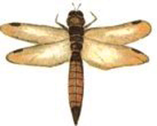 Dragonfly Dragonflies Brown Black Overglaze Waterslide Ceramic Decals