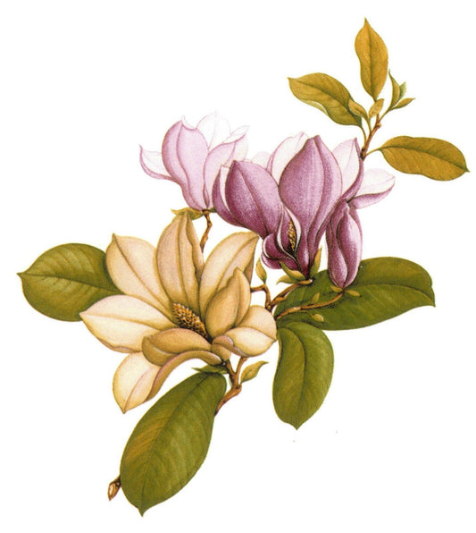 Pink Rose Magnolia Flower Overglaze Waterslide Ceramic Decals