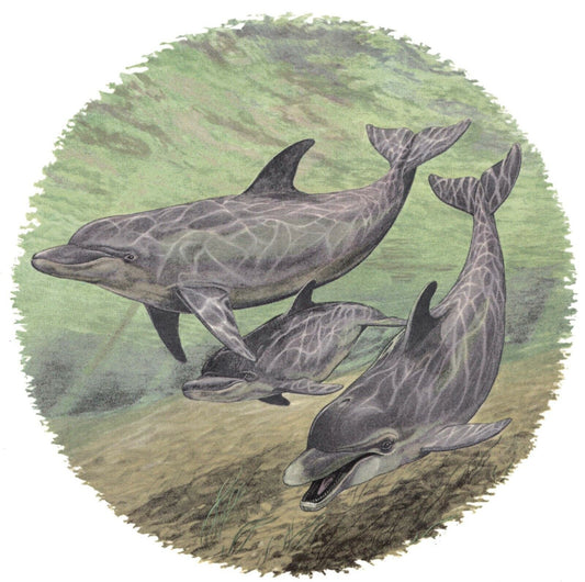 Bottle Nose Dolphin Ocean Overglaze Waterslide Ceramic Decals