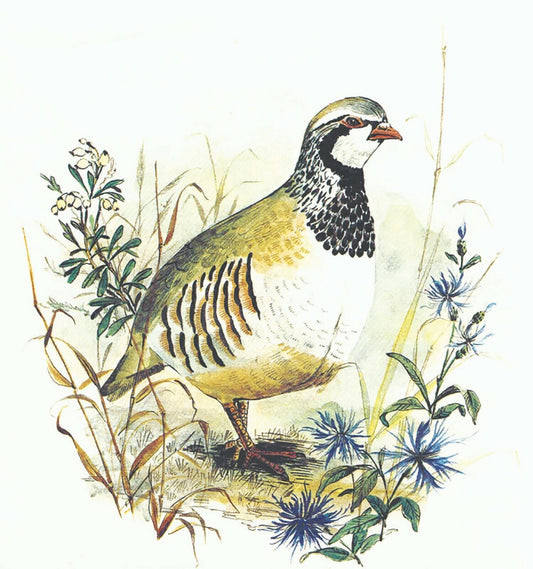 Quail Wild Bird Overglaze Waterslide Ceramic Decals