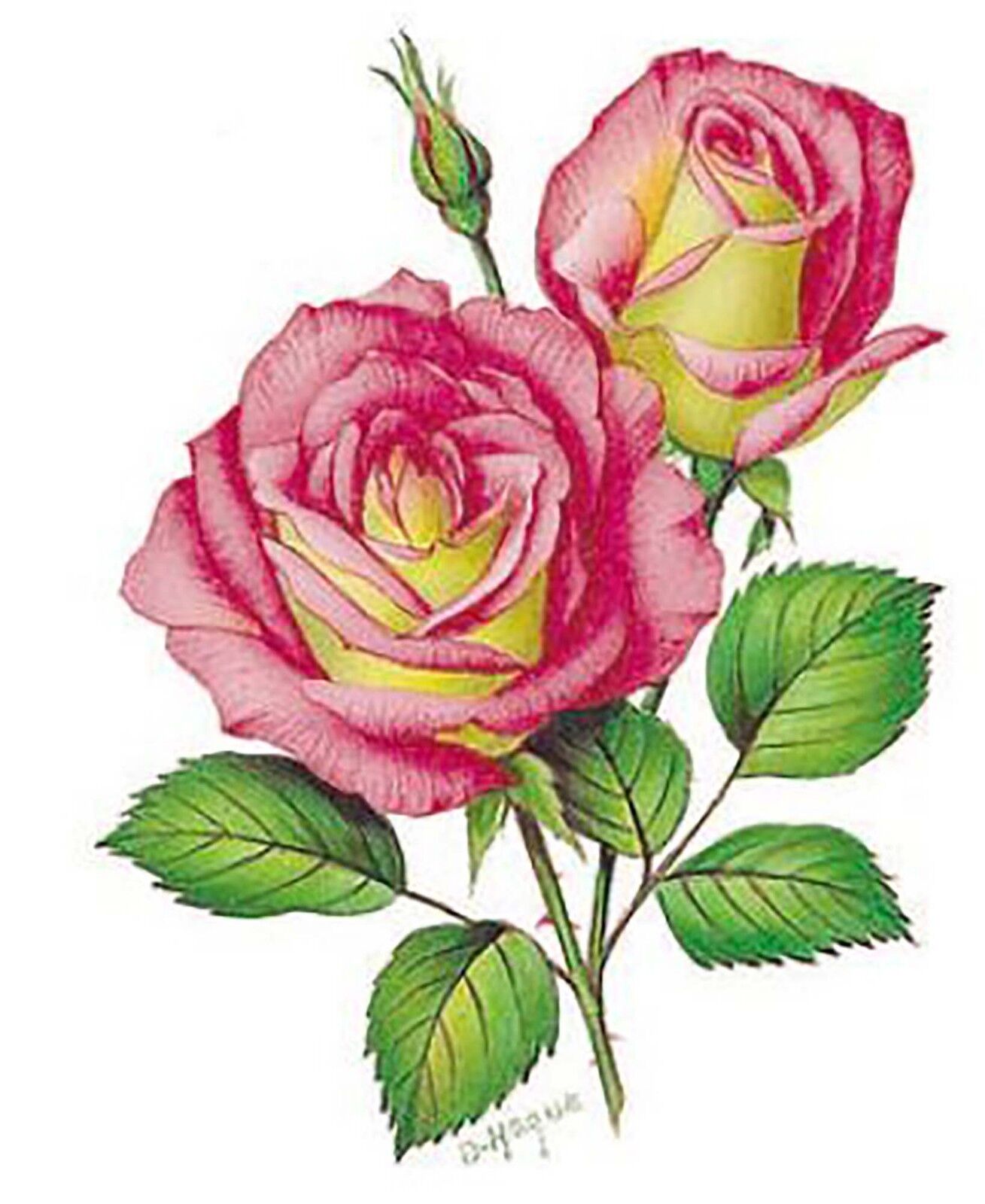 Flower of the Month June Rose Overglaze Waterslide Ceramic Decals