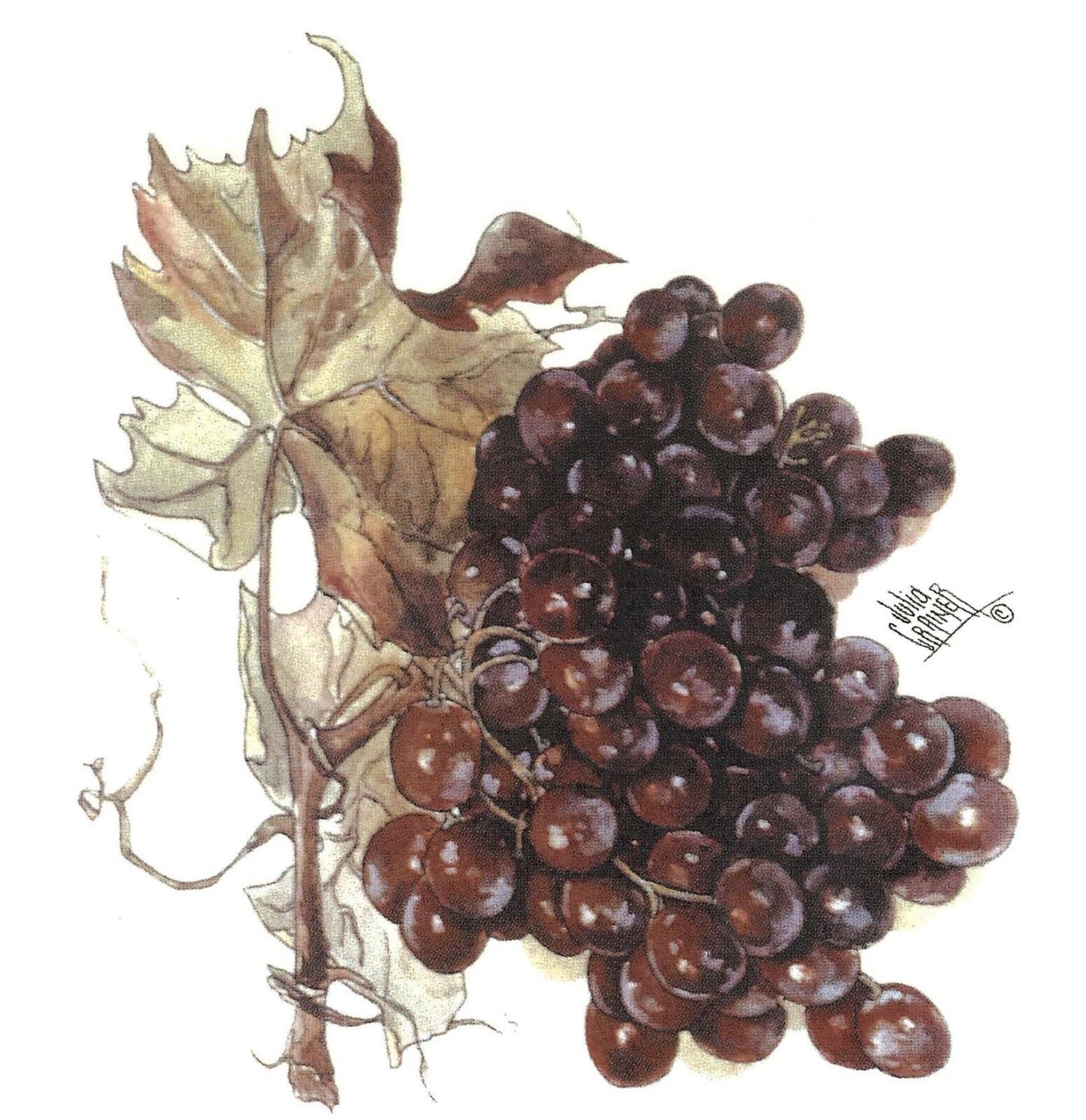 Deep Red Grape Cluster Overglaze Waterslide Ceramic Decals