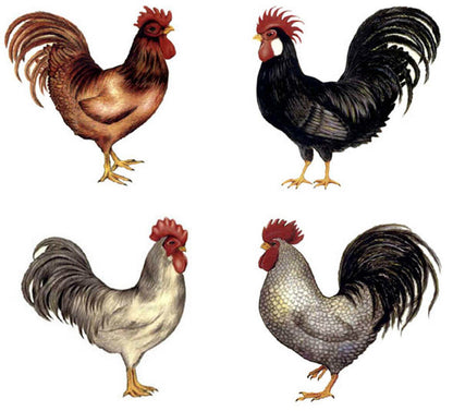 Rooster Brown White Gray Black (Select Size & Color) Waterslide Ceramic Decals
