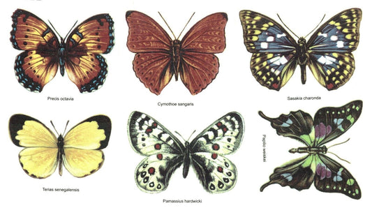 Butterfly Butterflies Set Overglaze Waterslide Ceramic Decals
