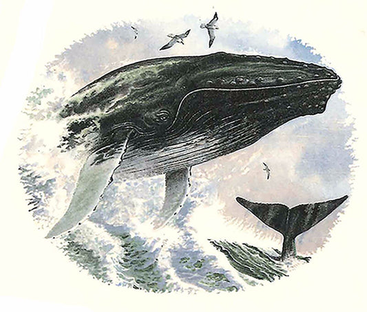 Humpback Whale 2.75" X 2.25" (4 pcs) Overglaze Waterslide Ceramic Decals