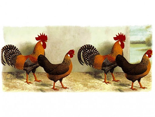 Leghorn Rooster Wrap Wraparound 7.5 X 3.5" Overglaze Waterslide Ceramic Decal