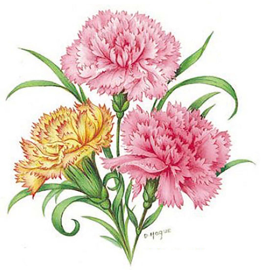 Flower of the Month January Carnation Overglaze Ceramic Waterslide Decals