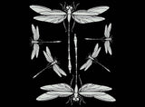 Dragonfly 6 pcs 1-3/4" to 4" White Fused Glass Decals