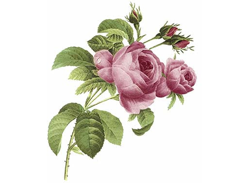 Flowers June Pink Rose Ceramic Decals 2898