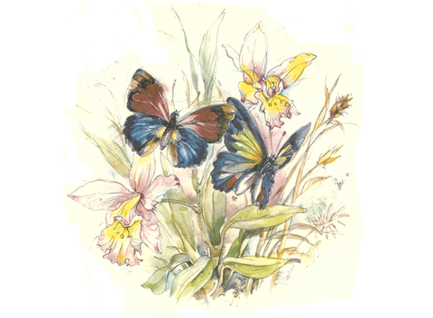 Butterflies Butterfly Iris  Ceramic Decals 30730 E