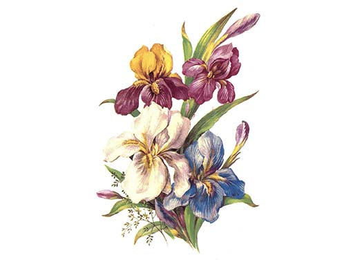 Flowers Iris Ceramic Decals 3252