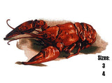 Lobster Seafood Ceramic Decals  3524