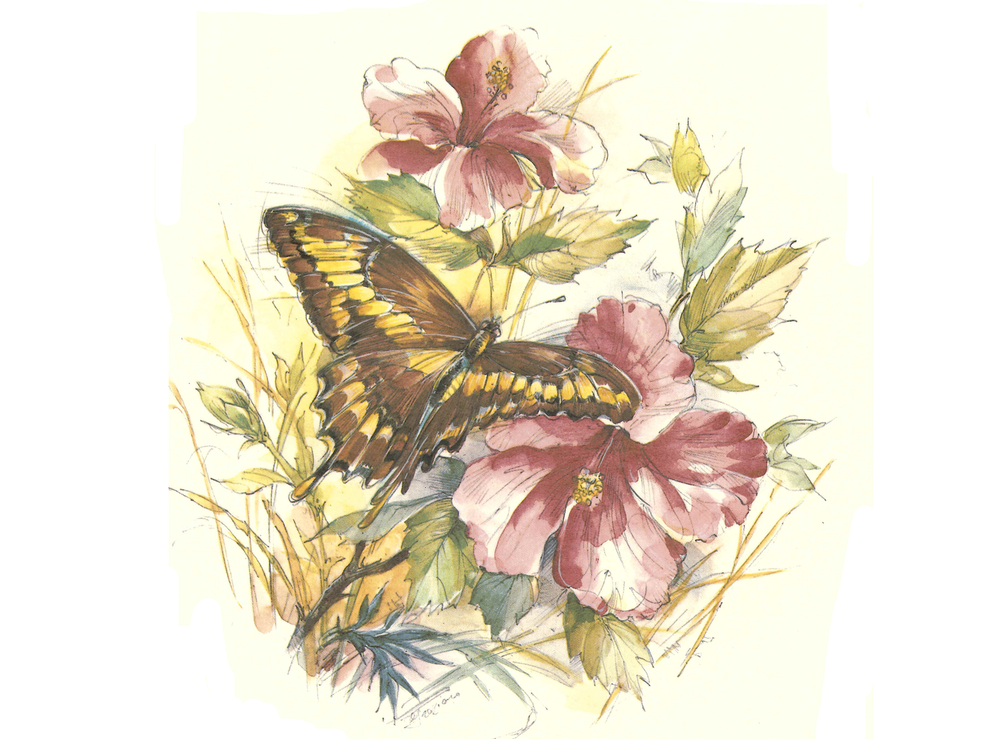Butterfly Butterflies Hibiscus Flowers Ceramic Decals 30730 A